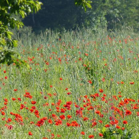 Вілла Au Ptit Coquelicot Houyet Екстер'єр фото