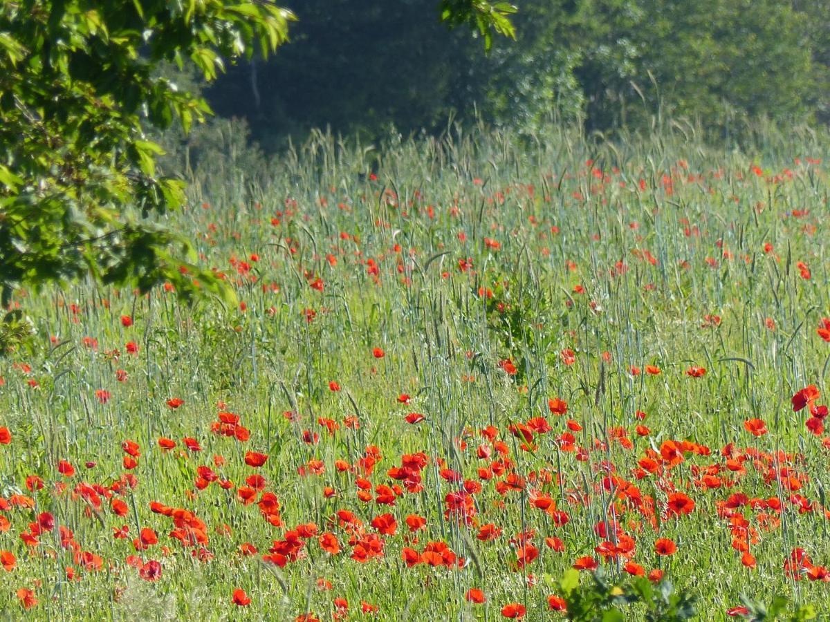 Вілла Au Ptit Coquelicot Houyet Екстер'єр фото